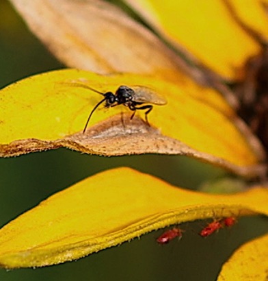 Very small wasp? Very small wasp?
