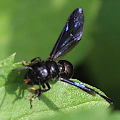 Potter Wasp Potter Wasp