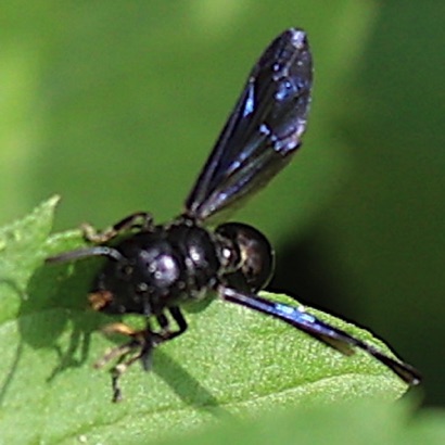 Potter Wasp