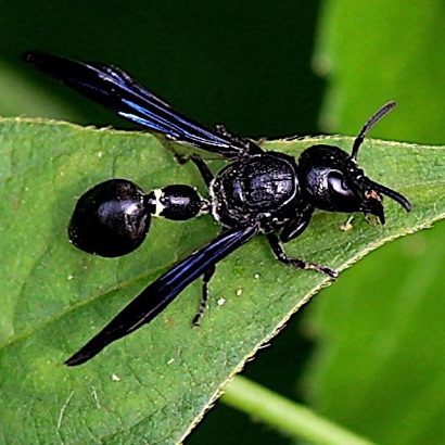 Potter Wasp