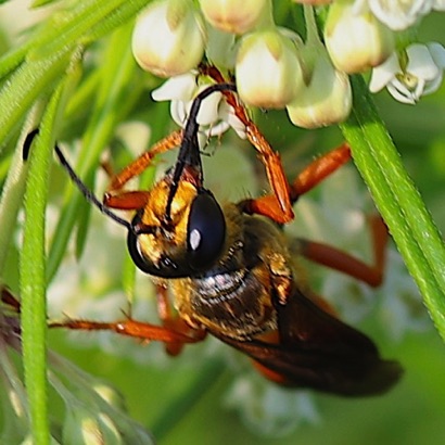 Great Golden Digger Wasp Great Golden Digger Wasp