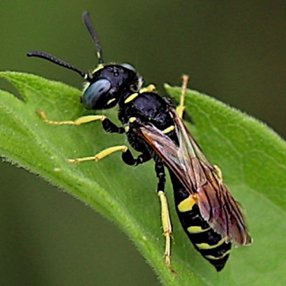 Beowulf Wasp