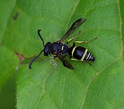 Potter Wasp Potter Wasp