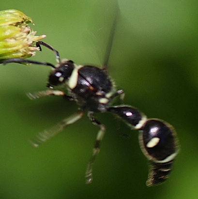 Fraternal Potter Wasp