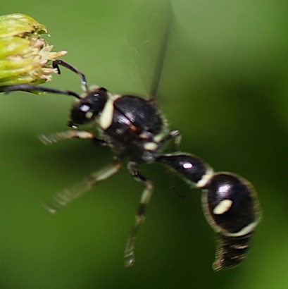 Fraternal Potter Wasp Fraternal Potter Wasp