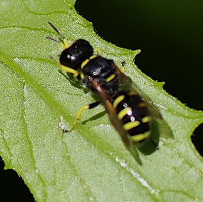 Woods Nesting Square-headed Wasp Woods Nesting Square-headed Wasp
