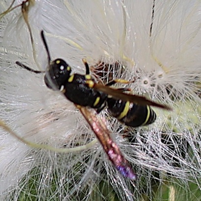 Potter Wasp Potter Wasp