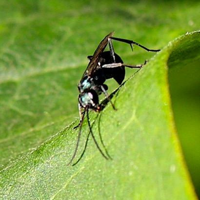 Emerald Wasp Emerald Wasp