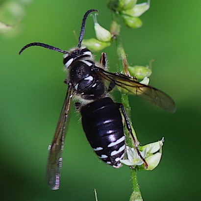 Bald-faced Aerial Yellowjacket Bald-faced Aerial Yellowjacket