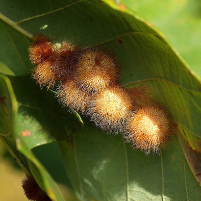 Gall - Bur Talk Gall Wasp Gall - Bur Talk Gall Wasp