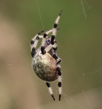 Marbled Orb Weaver
Araneus marmoreus Marbled Orb Weaver
Araneus marmoreus