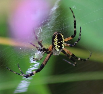Yellow Garden Spider
Argiope auirantia Yellow Garden Spider
Argiope auirantia