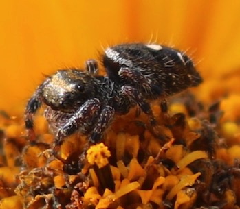 Bold Jumper
Phidippus audax Bold Jumper
Phidippus audax