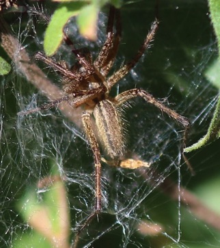 Grass Spider
Agelenopsis spp. Grass Spider
Agelenopsis spp.