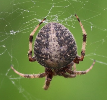 Cobweb
Theridiidae spp. Cobweb
Theridiidae spp.