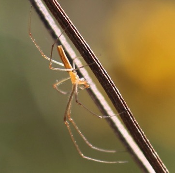 Long-jawed Orb Weaver
Tetragnatha spp. Long-jawed Orb Weaver
Tetragnatha spp.