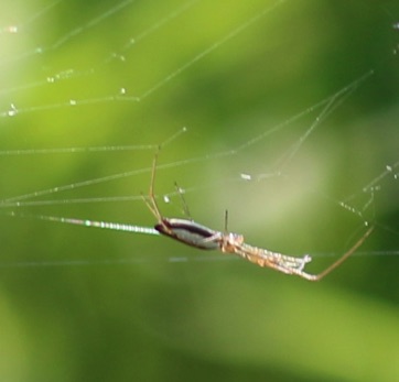 Long-jawed Orb Weaver
Tetragnatha spp. Long-jawed Orb Weaver
Tetragnatha spp.