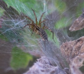 Pennsylvania Grass Spider
Agelenopsis pennsylvancia Pennsylvania Grass Spider
Agelenopsis pennsylvancia