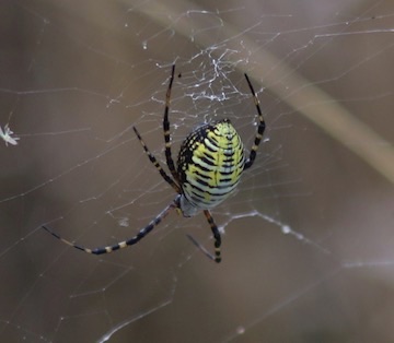 Banded Garden Orb Weaver
Argiope rifasciata Banded Garden Orb Weaver
Argiope rifasciata