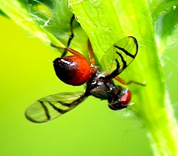 Signal Fly caught by Spider Signal Fly caught by Spider
