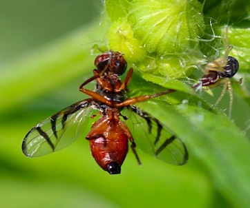 Signal Fly caught by Spider Signal Fly caught by Spider
