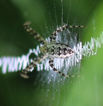 Unknown Spider Unknown Spider