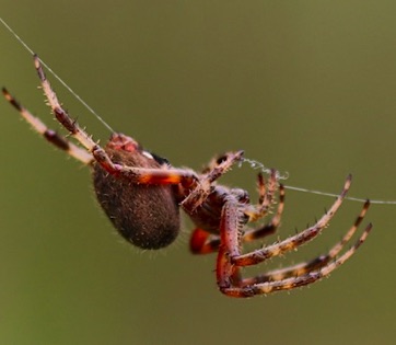 Spotted Orb Weaver
Araneus marmoleum Spotted Orb Weaver
Araneus marmoleum
