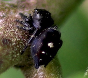 Bold Jumper
Phidippus audax Bold Jumper
Phidippus audax