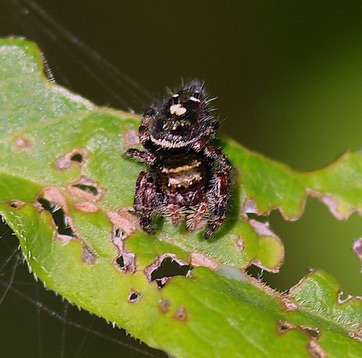 Bold Jumper
Phidippus audax Bold Jumper
Phidippus audax