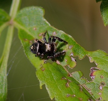 Bold Jumper
Phidippus audax Bold Jumper
Phidippus audax