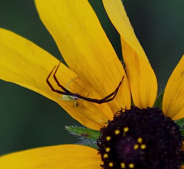 Whitebanded Crab Spider
Misumenoides formosipes Whitebanded Crab Spider
Misumenoides formosipes