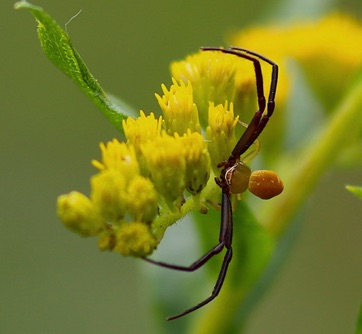 Whitebanded Crab Spider
Misumenoides formosipes Whitebanded Crab Spider
Misumenoides formosipes