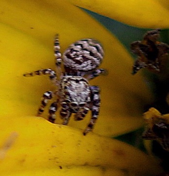 Dimorphioc Jumping
Maevia inclemens Dimorphioc Jumping
Maevia inclemens