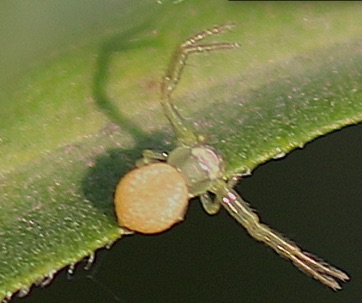 Crab Spider Crab Spider