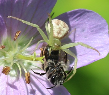 Goldenrod Crab Spider
feeding on bee Goldenrod Crab Spider
feeding on bee