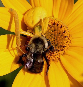 Goldenrod Crab Spider
feeding on Bumble bee Goldenrod Crab Spider
feeding on Bumble bee