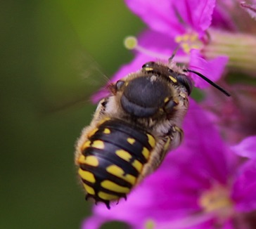 European Wool Carder
Anthidium manicatum European Wool Carder
Anthidium manicatum