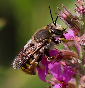 European Wool Carder
Anthidium manicatum European Wool Carder
Anthidium manicatum