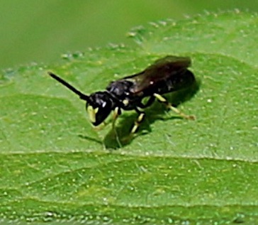 Yellow-masked Bee
Hylaeus spp. Yellow-masked Bee
Hylaeus spp.