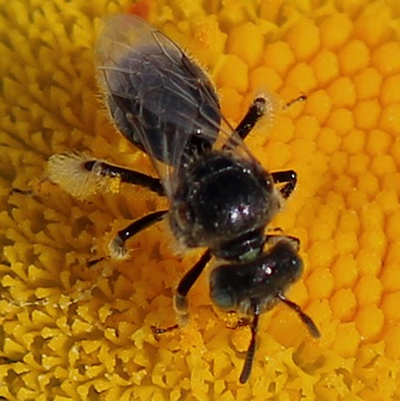 Lasioglassum Bee Lasioglassum Bee