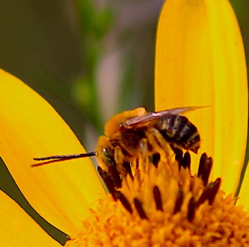 Long-horned Bee Long-horned Bee