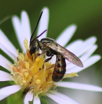 Lasioglossum Bee
Zephyr dialictus Lasioglossum Bee
Zephyr dialictus