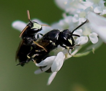 Eastern Modest Masked Bee
Hylaeus modestus Eastern Modest Masked Bee
Hylaeus modestus