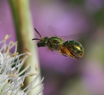 Green Metallic Bee Green Metallic Bee