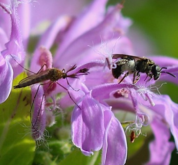 Small Bee and Mosquito
Aedes vexans Small Bee and Mosquito
Aedes vexans