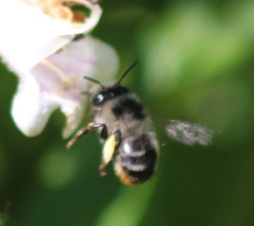 Longhorn Bee Longhorn Bee