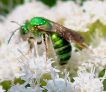 Green Metallic Bee Green Metallic Bee