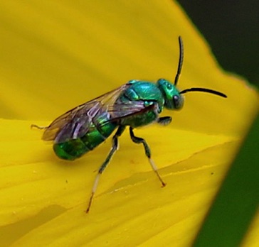 Green Metallic Bee Green Metallic Bee