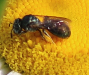 Small Carpenter Bee
Ceratina spp. Small Carpenter Bee
Ceratina spp.