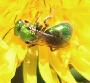 Green Metallic Bee Green Metallic Bee